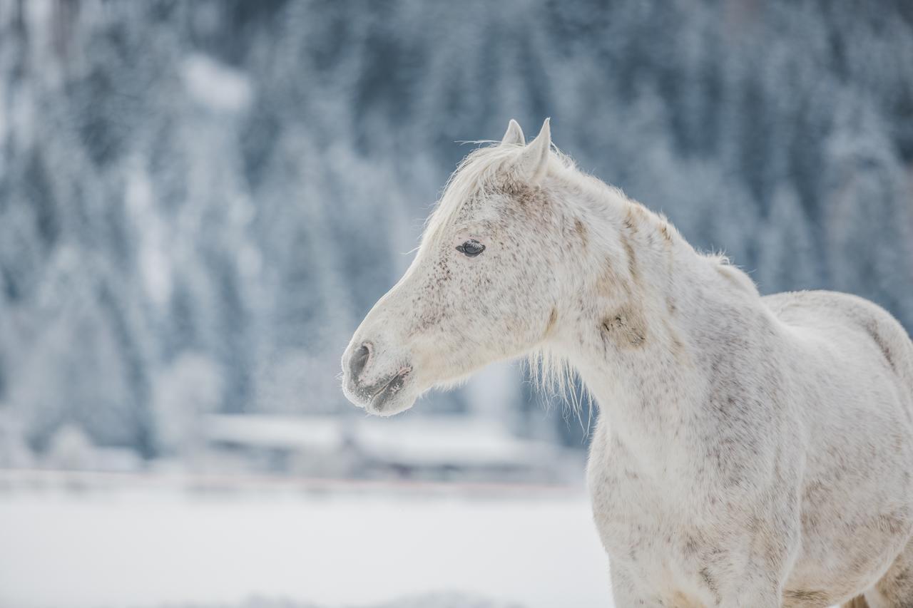 Apartmán Pichlerhof Planca di Sopra Exteriér fotografie